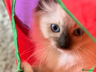 Ragdoll cats Ready 1st Aug! Ragdoll Kittens GCCF pedigree - Advert 15