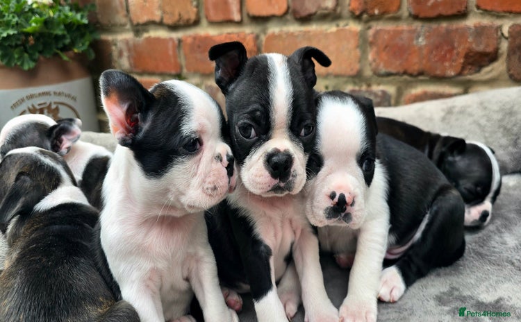 Boston Terrier dogs - Advert 5