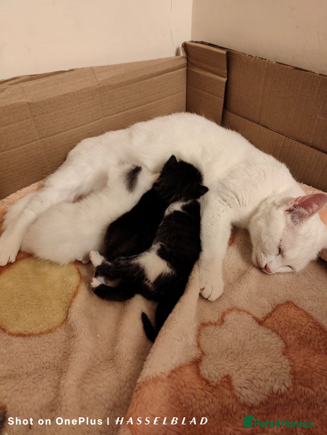 Turkish Angora cats for sale: Turkish Angora kittens for sale - Image 7