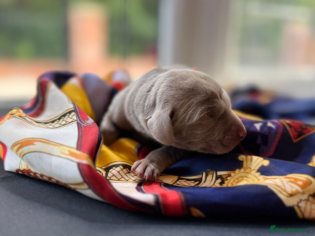 Weimaraner dogs for sale: 🐾Adorable KC Registered Weimaraner Puppies🐾 - Image 17