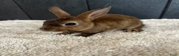 Mini Lop rabbits for sale: Stunning bunnies  - Advert 22