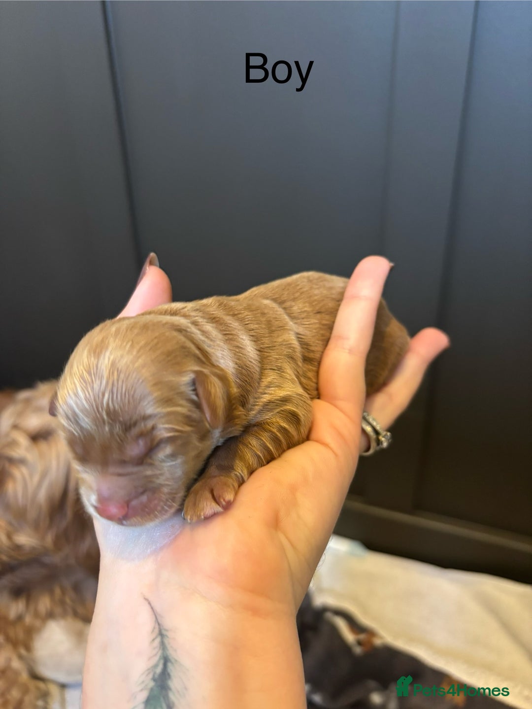 Mini Goldendoodle dogs for sale: F2 mini golden doodle puppies.  - Image 2