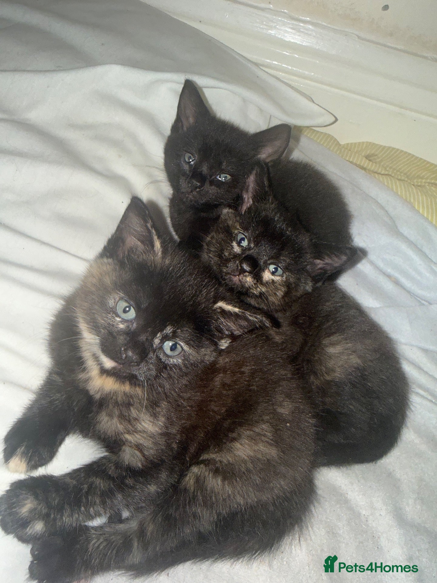 Mixed Breed cats Mixed Breed Kittens  - Advert 3