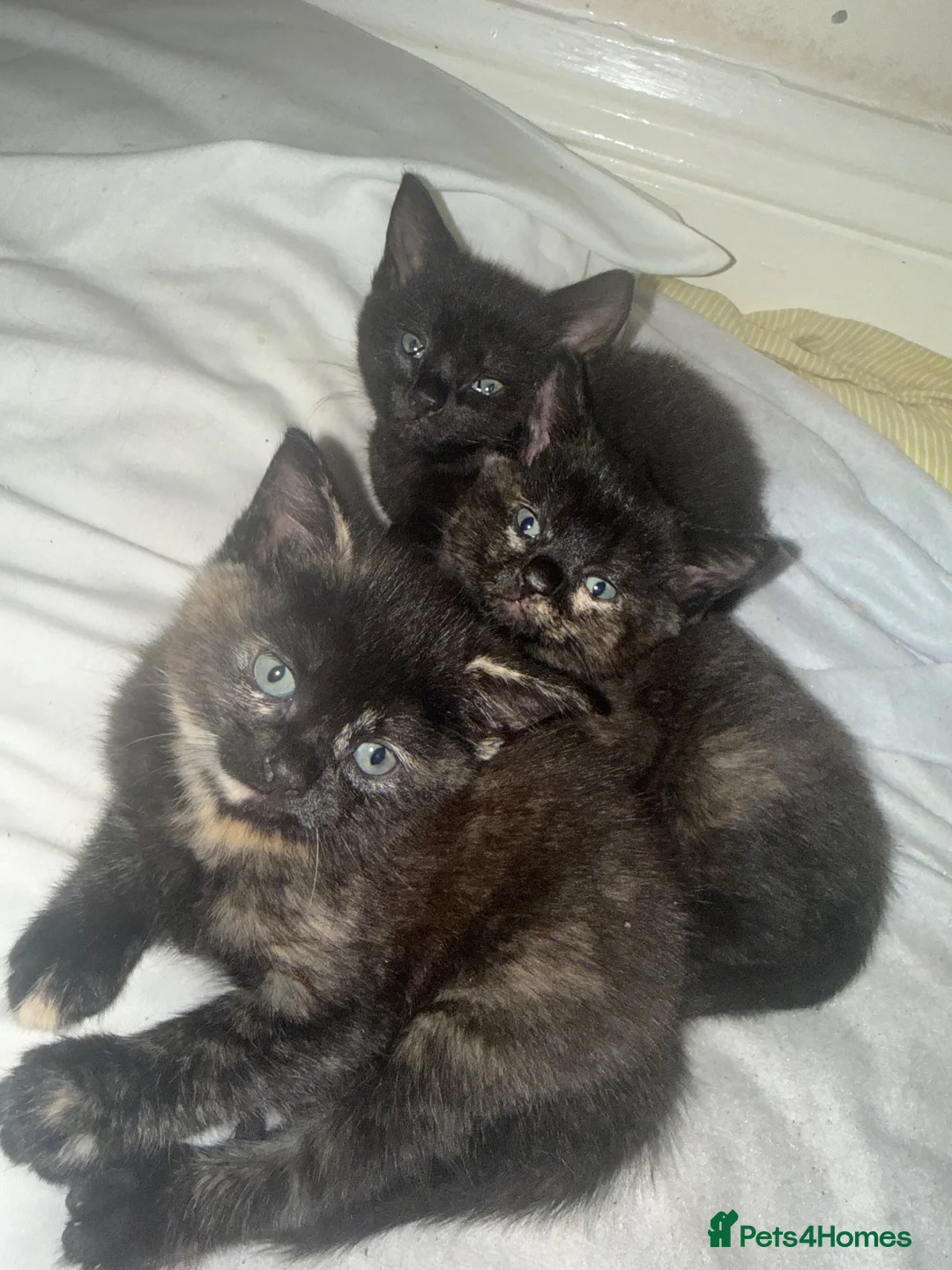 Mixed Breed cats for sale: Mixed Breed Kittens  - Advert 1