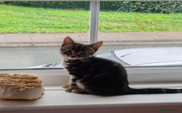 Mixed Breed cats for sale: Ch417dp  - Image 5