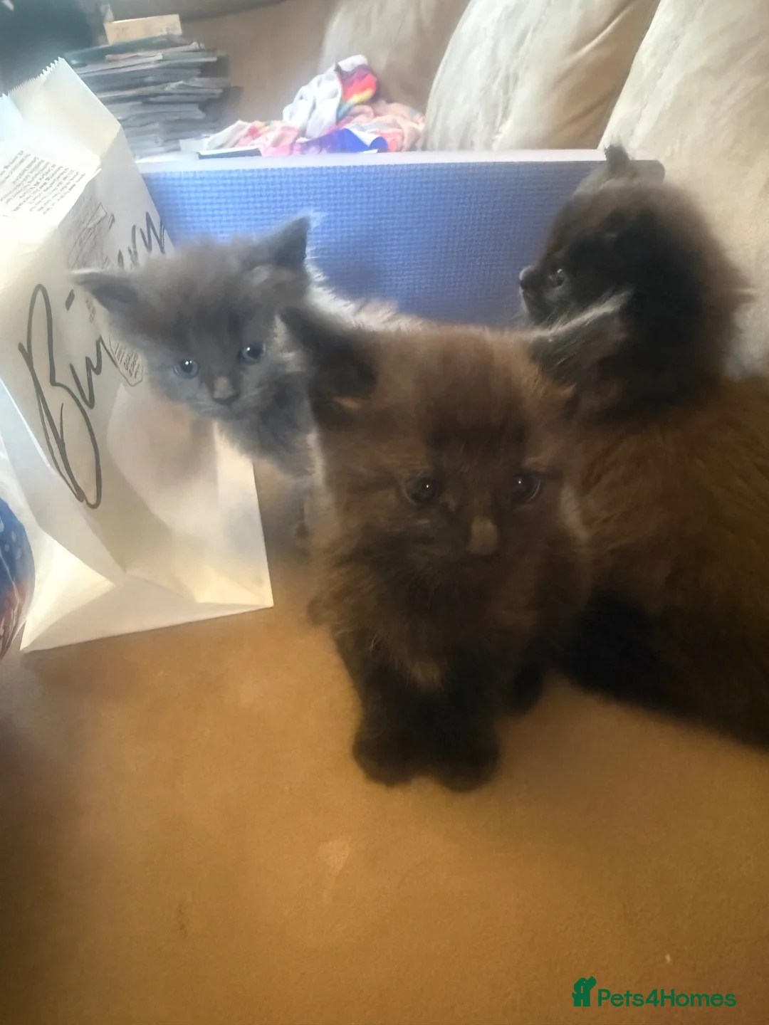 Mixed Breed cats for sale: Two beautiful half Maine Coon kittens - Advert 2