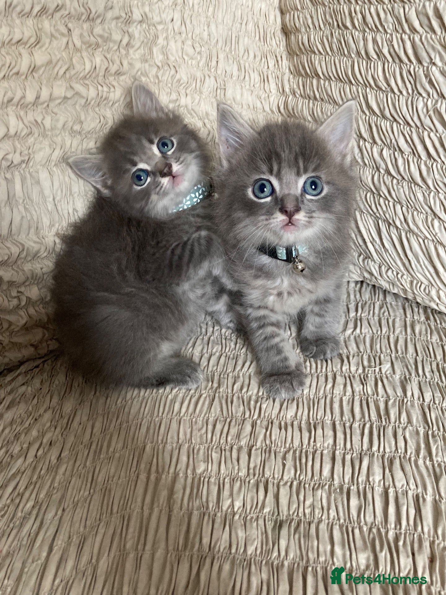 Mixed Breed cats 2 Boy grey Tabby Kittens  - Advert 18