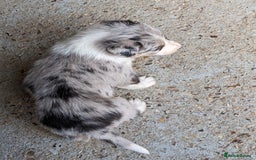 Border Collie dogs for sale: Border Collie puppies  - Image 14