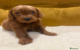 Cockapoo dogs for sale: cockapoos  - Advert 4