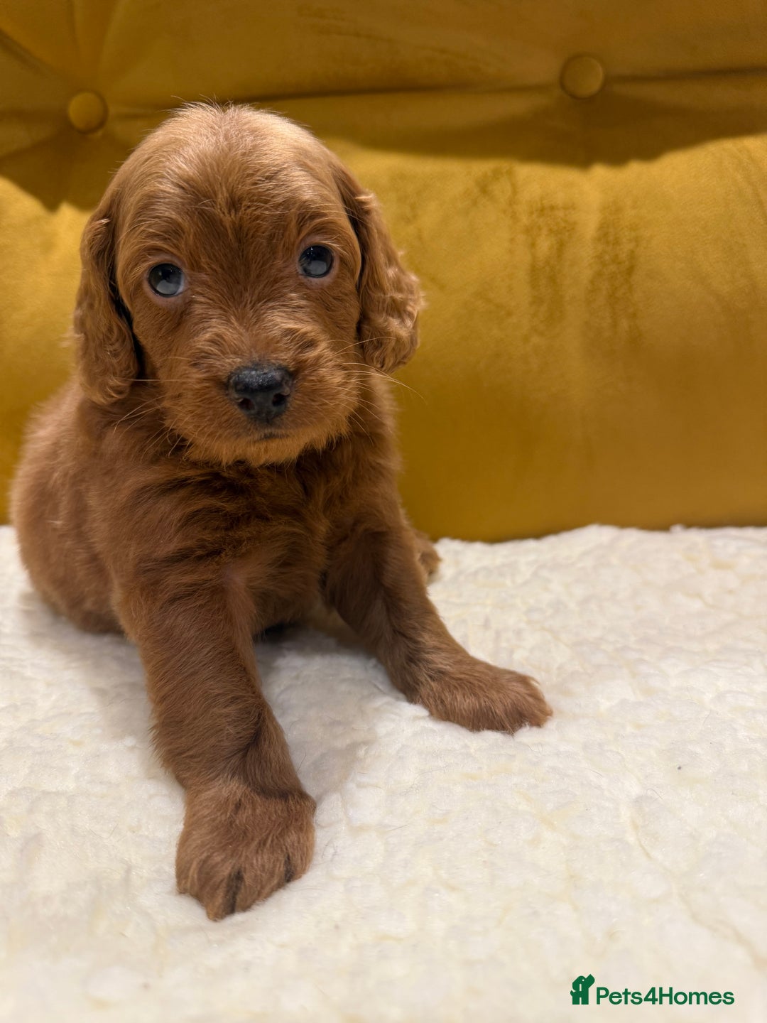 Cockapoo dogs for sale: cockapoos  - Advert 4