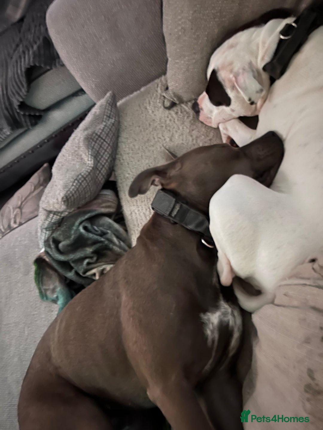 Mixed Breed dogs for sale: Staffordshire bull terrier x Am staff - Image 2