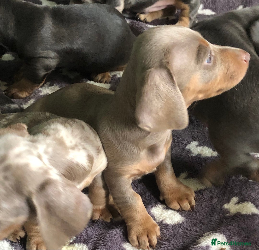 Miniature Dachshund dogs for sale: Miniature dachshund puppies  - Image 4