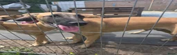 Belgian Shepherd Dog dogs for sale: Belgian Malinois puppies - 6 months old in Tonbridge - Advert 12