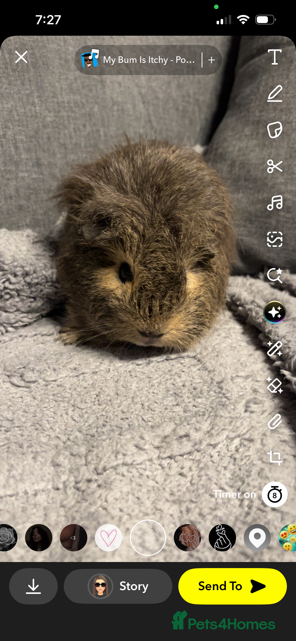 Guinea Pig rodents Baby guinea one fluffy girl left  - Advert 20