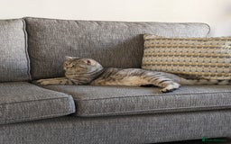 Scottish Fold cats for stud: Stud Available  in Derby - Image 3