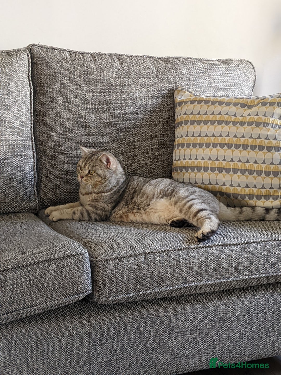 Scottish Fold cats for stud: Stud Available  in Derby - Image 3