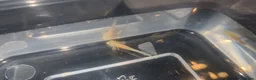 Other/Mixed Breed fish for sale: Baby Axolotls in Spalding - Advert 4