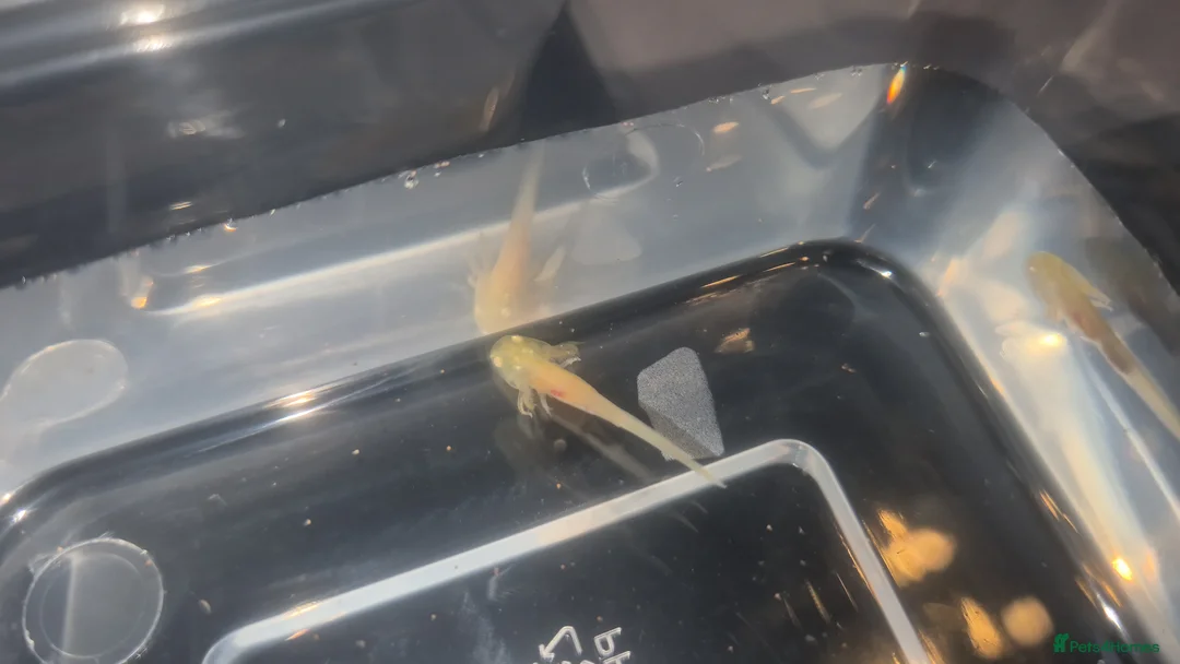 Other/Mixed Breed fish for sale: Baby Axolotls - Advert 2