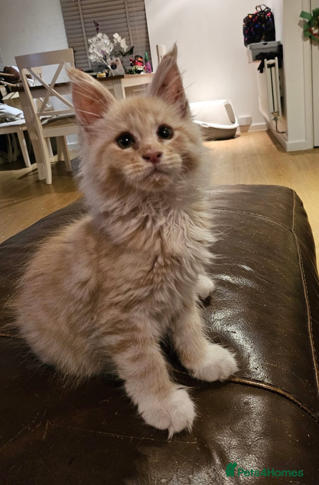Maine Coon cats for sale: Pure Breed Mainecoon kittens for sale.  - Advert 3