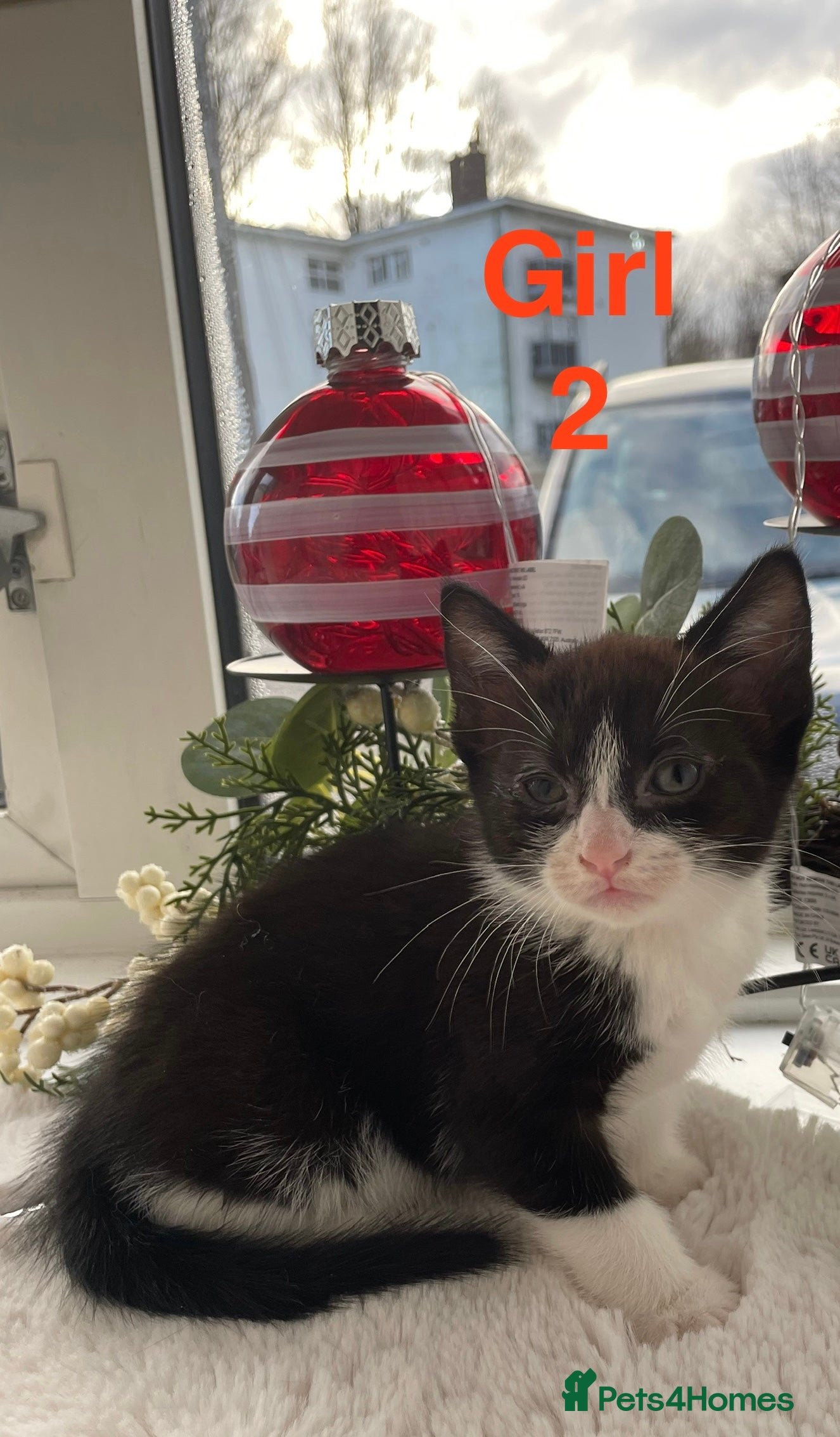 Mixed Breed cats Kitten Last Black-white Girl looking for a family  - Advert 9