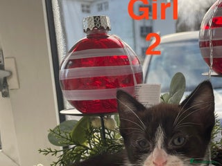 Mixed Breed cats Kitten Last Black-white Girl looking for a family - Advert 9