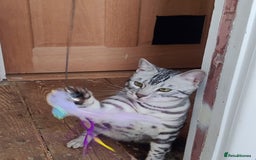 Bengal cats for sale: Tica Active silver Bengal boy for sale  - Image 2