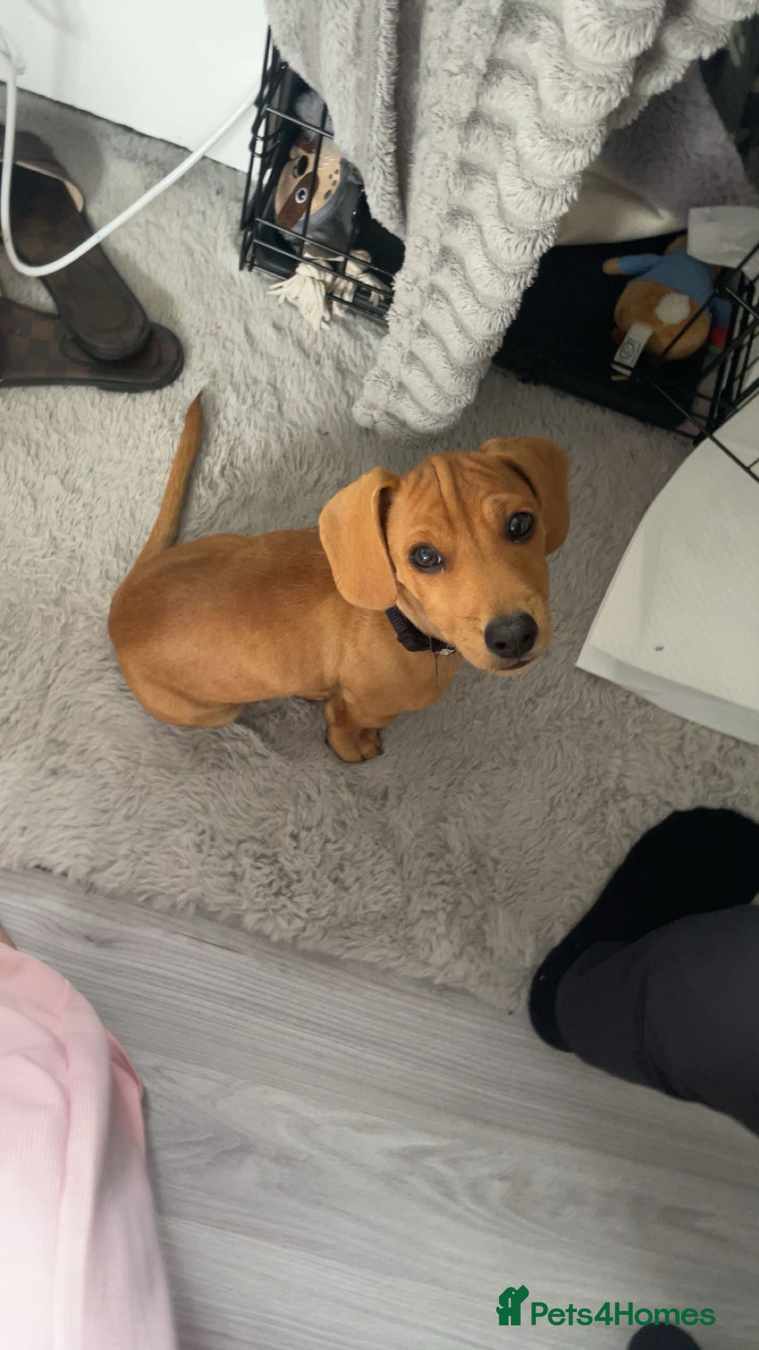 Mixed Breed dogs for sale: Miniature Dachshund x Jack Russel Puppy - Image 1