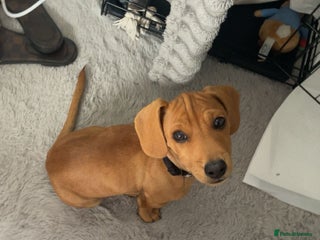 Mixed Breed dogs - Advert 34