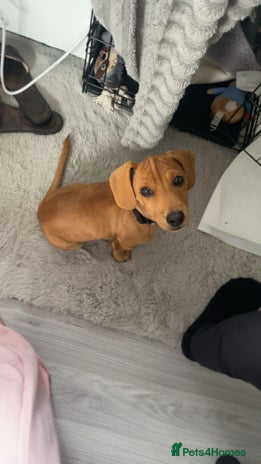 Mixed Breed dogs - Advert 11