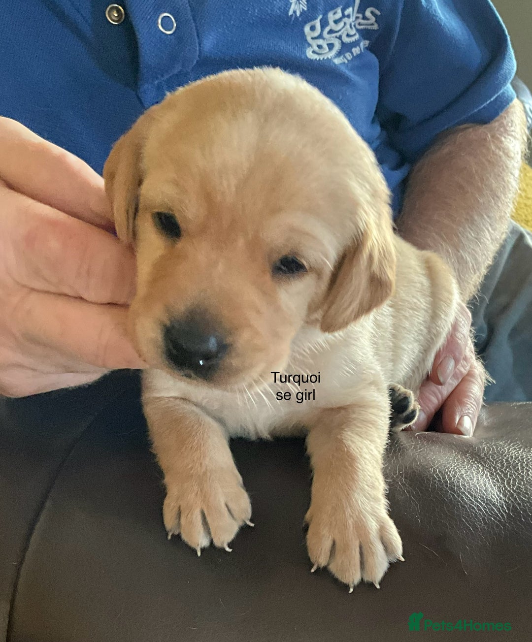 Labrador Retriever dogs for sale: Gorgeous Litter of Labrador Puppies - Advert 11