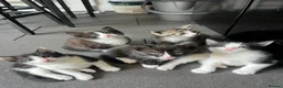 Mixed Breed cats for sale: Beautiful kittens  in Hereford - Advert 2