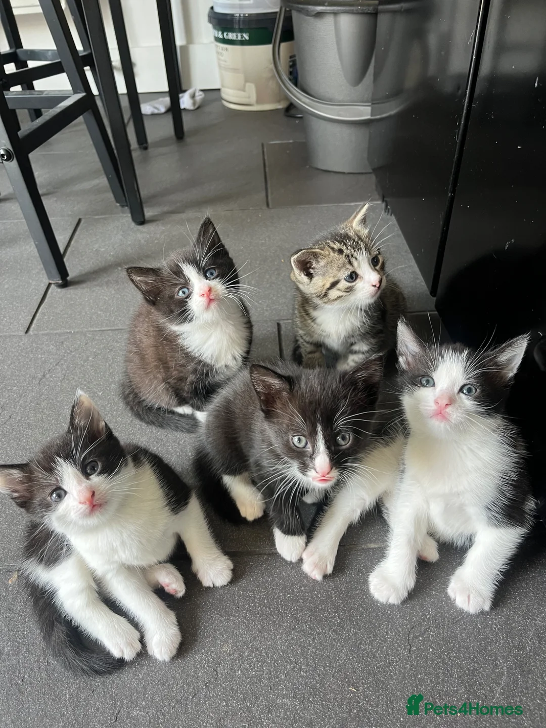 Mixed Breed cats for sale: Beautiful kittens  in Hereford - Advert 2