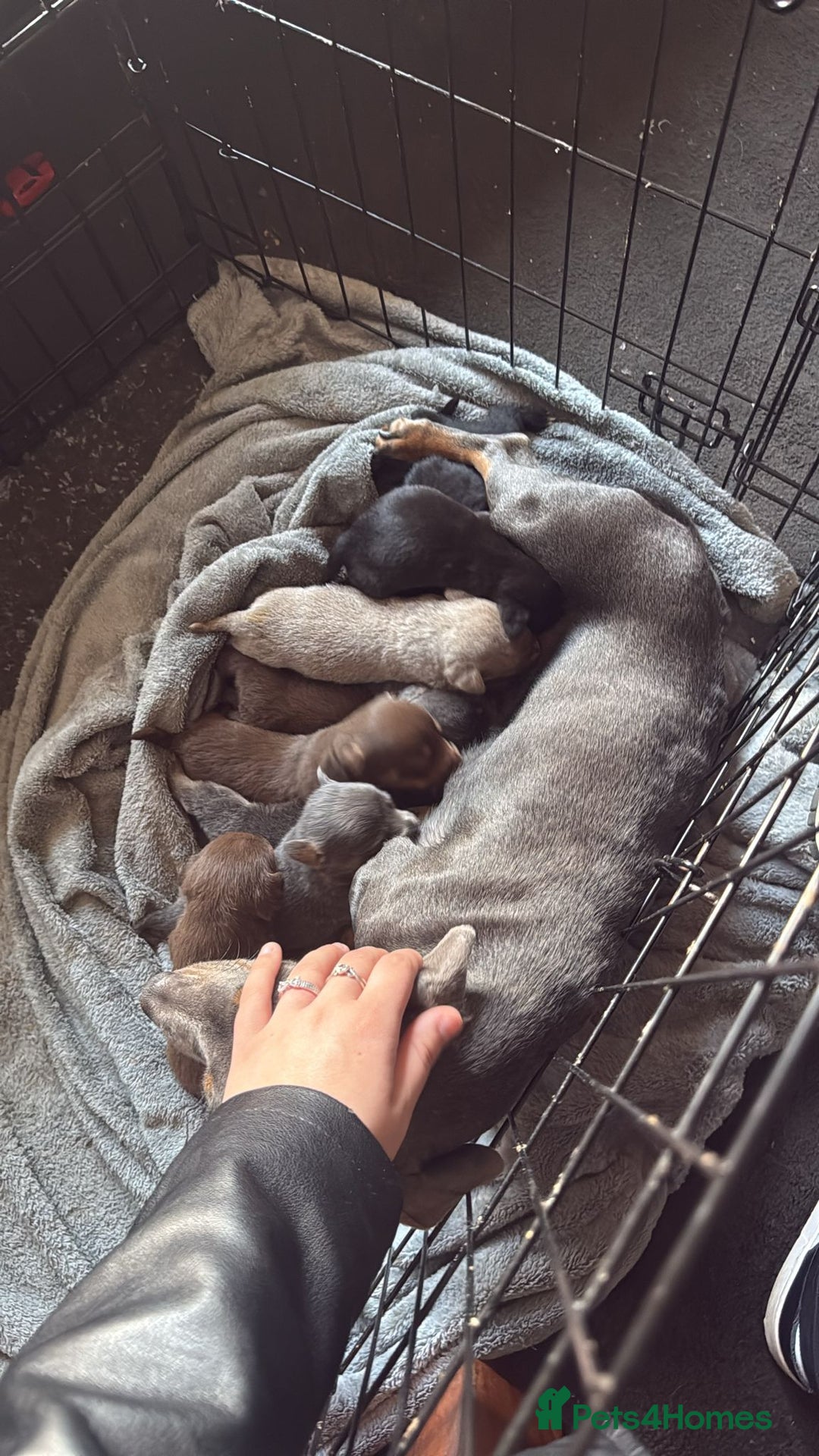 Mixed Breed dogs for sale: 9 beautiful dachshund cross poms - Image 18
