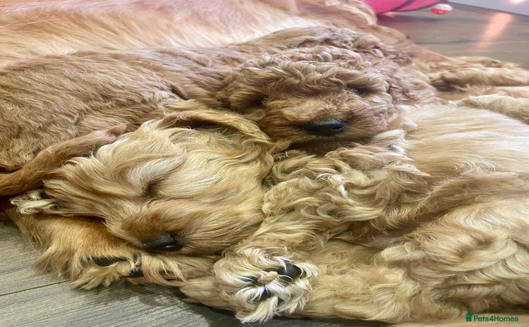 Cockapoo dogs - Advert 7