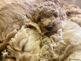 Cockapoo dogs F1 Golden Cockerpoo puppies - Advert 6