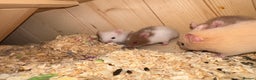 Hamster rodents for sale: Baby hamsters  - Advert 7