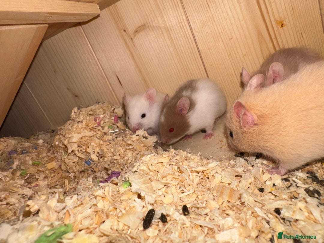 Hamster rodents for sale: Baby hamsters  - Advert 7