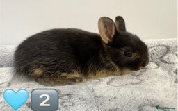 Netherland Dwarf rabbits for sale: 14 x Netherland Dwarf Bunnies 🐰🏡 🥰  - Image 6
