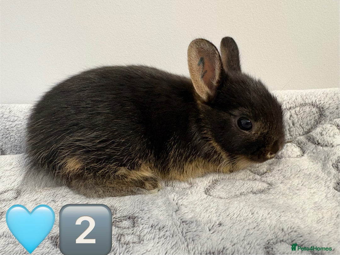 Netherland Dwarf rabbits for sale: 14 x Netherland Dwarf Bunnies 🐰🏡 🥰  - Image 6