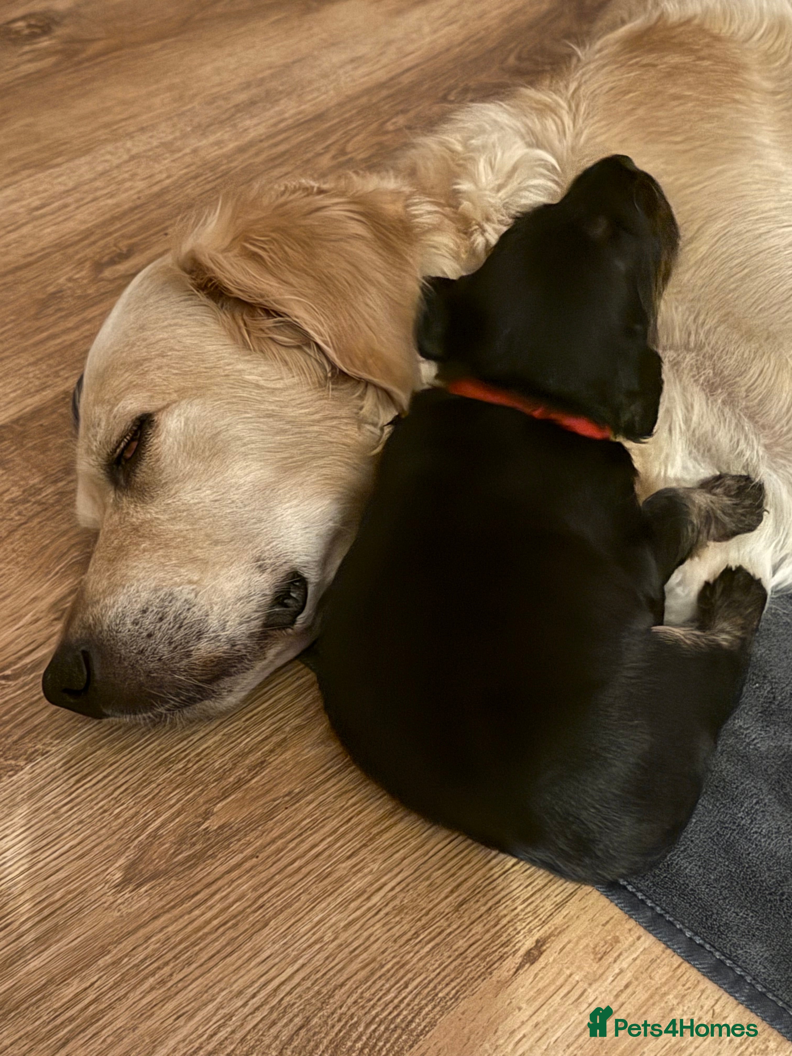 Mixed Breed dogs One off litter of Spangold Retrievers  - Advert 5