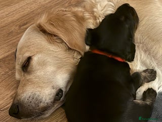 Mixed Breed dogs - Advert 4