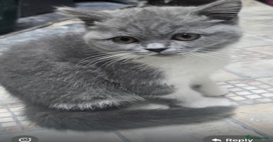 British Shorthair cats - Advert 4