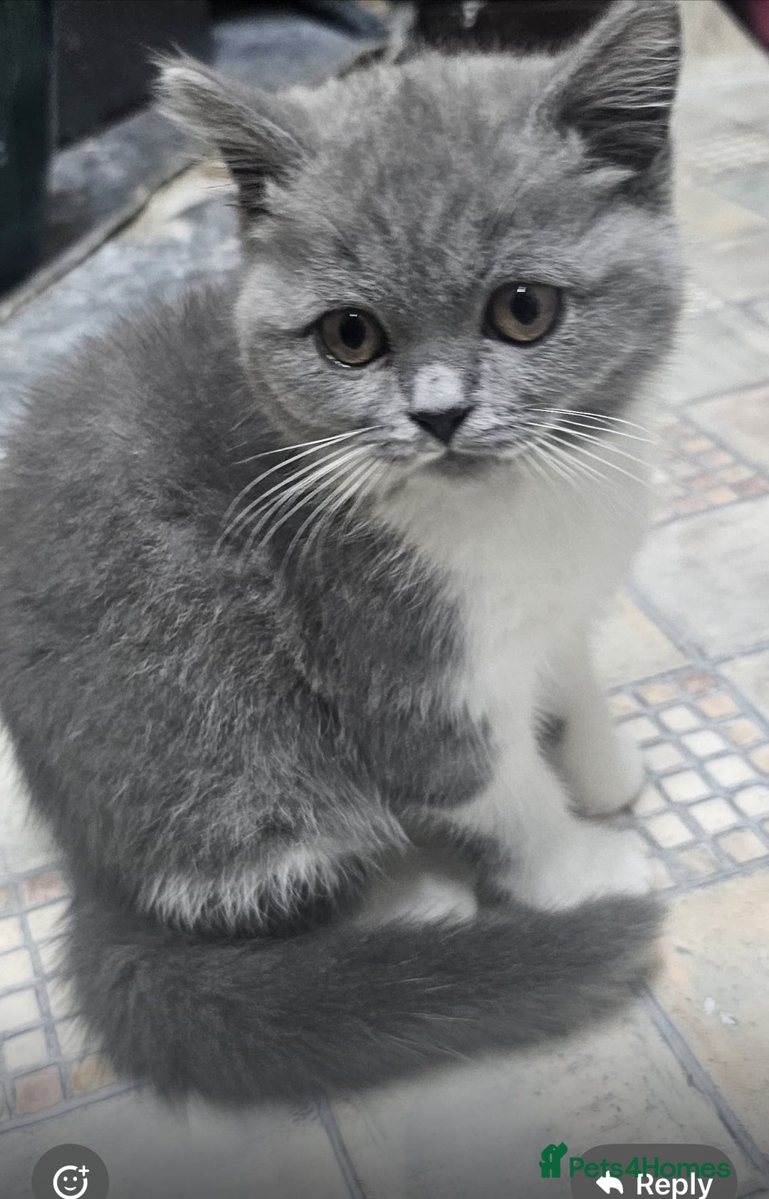 British Shorthair cats for sale: British shorthair  - Image 3