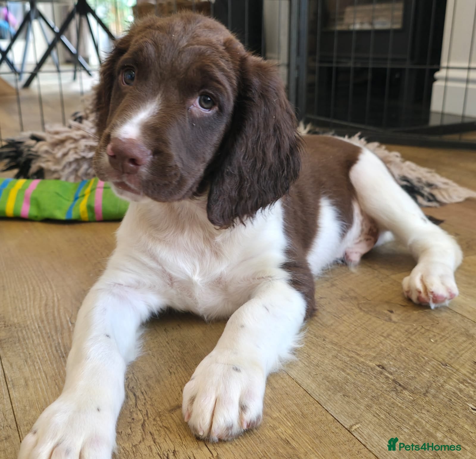 English Springer Spaniel dogs 🐾((READY NOW)) KC Reg Springer Spaniel Puppies 🐾 - Advert 2