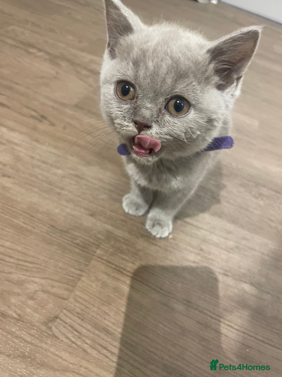 British Shorthair cats for sale:  British shorthair kittens Pedigree registered - Advert 33