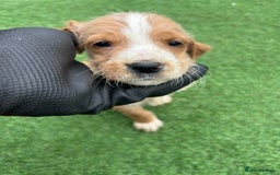 Mixed Breed dogs for sale: 7 beautiful Labrador x cockapoo pups  - Image 8