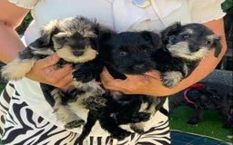 Miniature Schnauzer dogs for sale: Happy healthy miniature Schauzer puppies - Image 11
