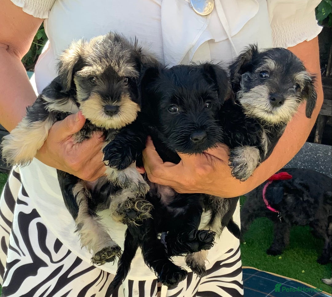 Miniature Schnauzer dogs for sale: Happy healthy miniature Schauzer puppies - Image 11