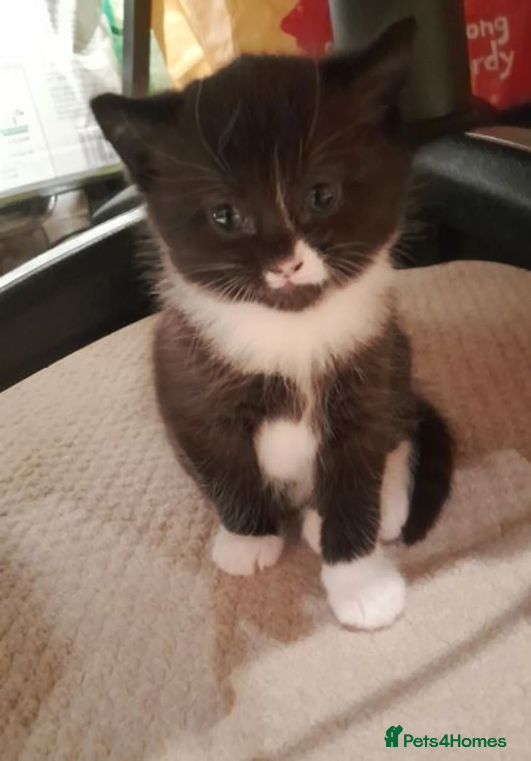 British Shorthair cats for sale: Beautiful black and white male BSH kitten - Advert 2
