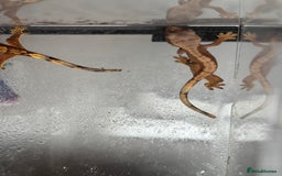 Gecko reptiles for sale: Baby Crested Geckos  - Image 3